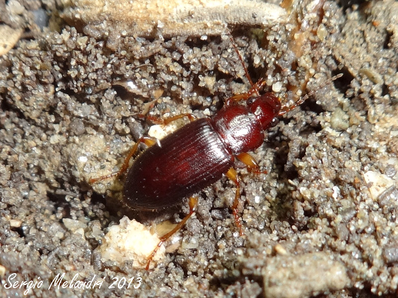 Ophonus (Metophonus) rupicola